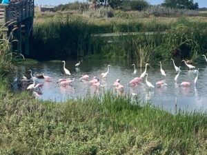 Read more about the article Leonabelle Turnbull Birding Center