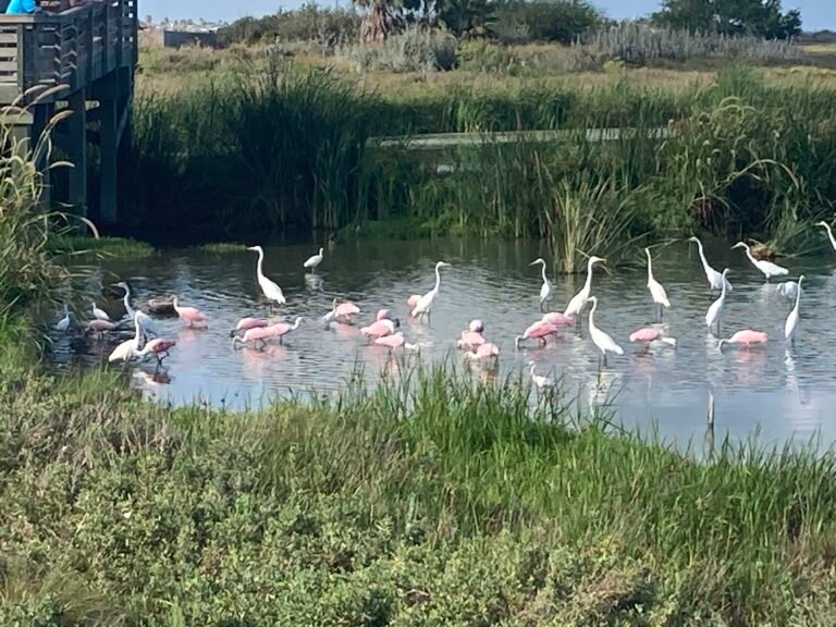 Leonabelle Turnbull Birding Center