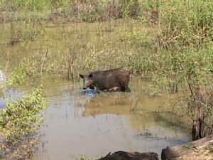 Read more about the article Resaca de La Palma State Park