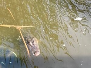 Read more about the article South Padre Island Birding and Nature Center