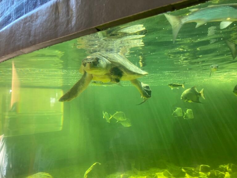 Sea Turtle, Inc.