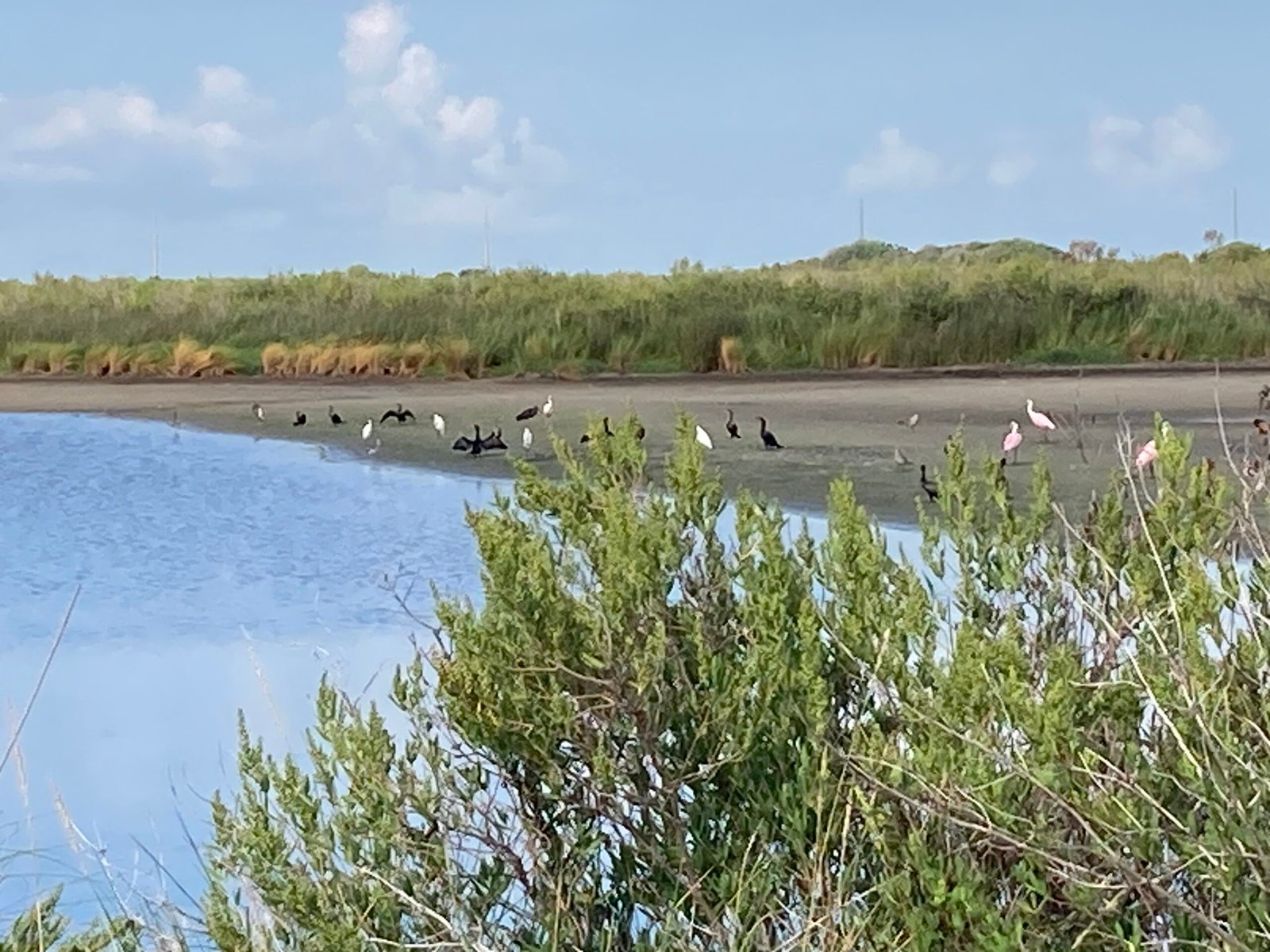 Read more about the article Protected: Sweetwater Nature Preserve Bird Survey–Houston Audubon